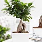 Ficus Ginseng Bonsai – ca. 18 cm, Topf Ø 12 cm
