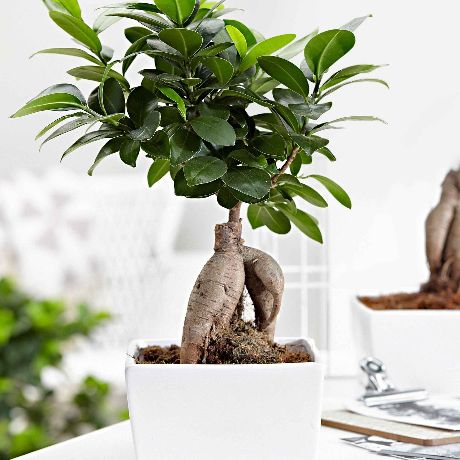 59335_1.jpg Ficus Ginseng Bonsai – ca. 18 cm, Topf Ø 12 cm – Bild 1