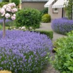 Echter Lavendel Hidcote – 2-Liter-Topf, 10–20 cm