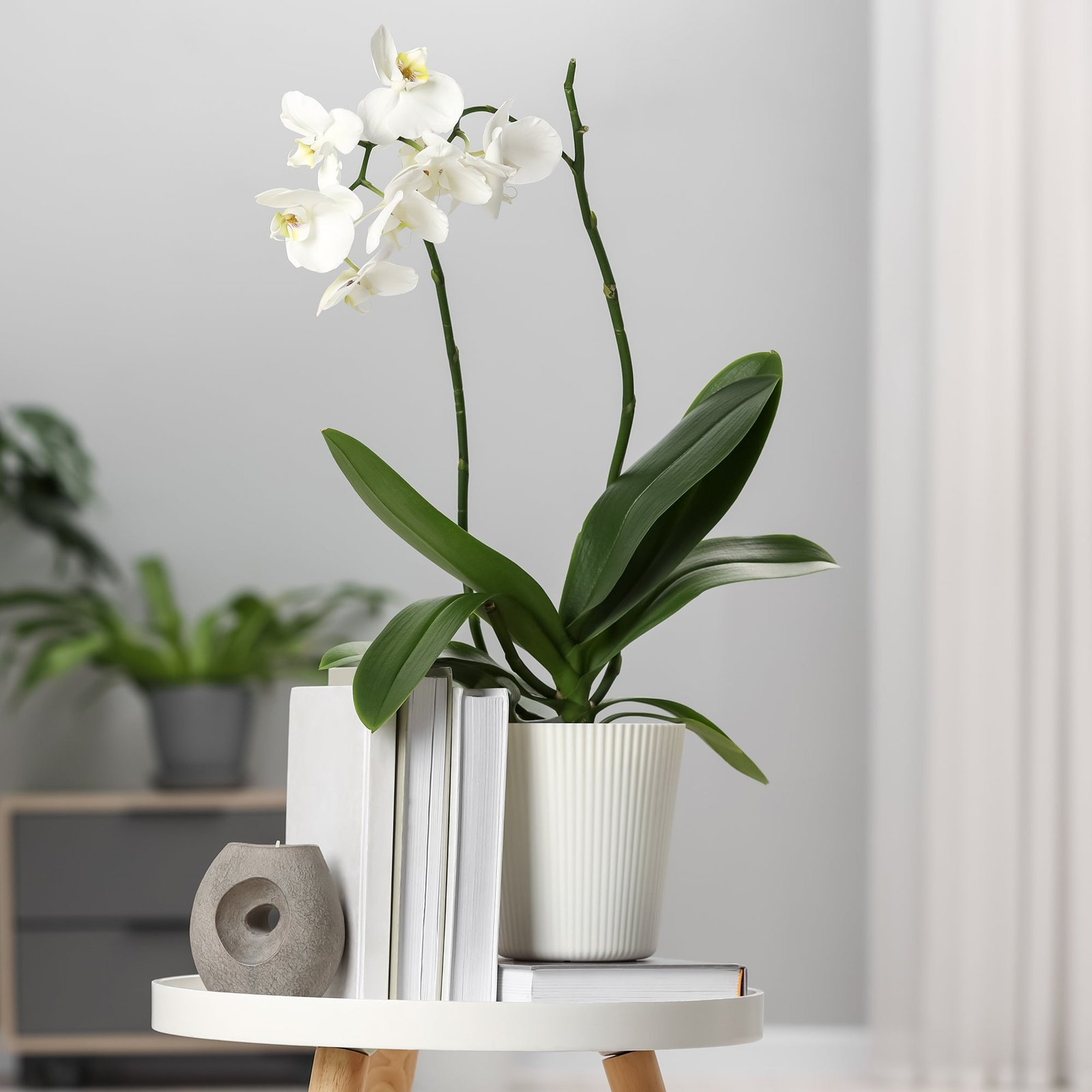 ADO_113214_2_1767020712127.jpg Phalaenopsis Orchidee Weiß – 40–50 cm, Topf Ø 12 cm – Bild 1