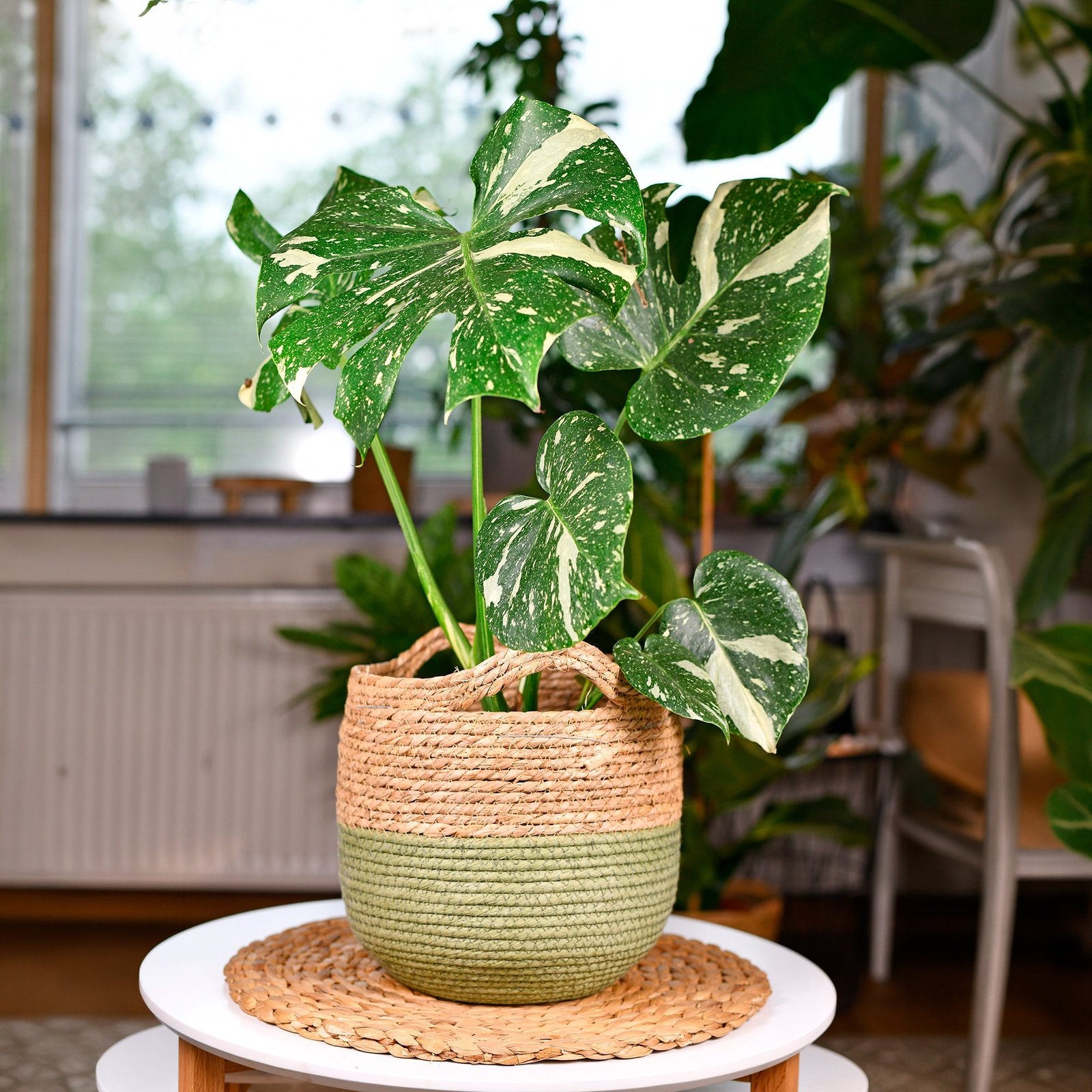 ADO_113902_2_1784274768716.jpg Monstera Thai Constellation – 45–55 cm, Topf Ø 12 cm – Bild 1