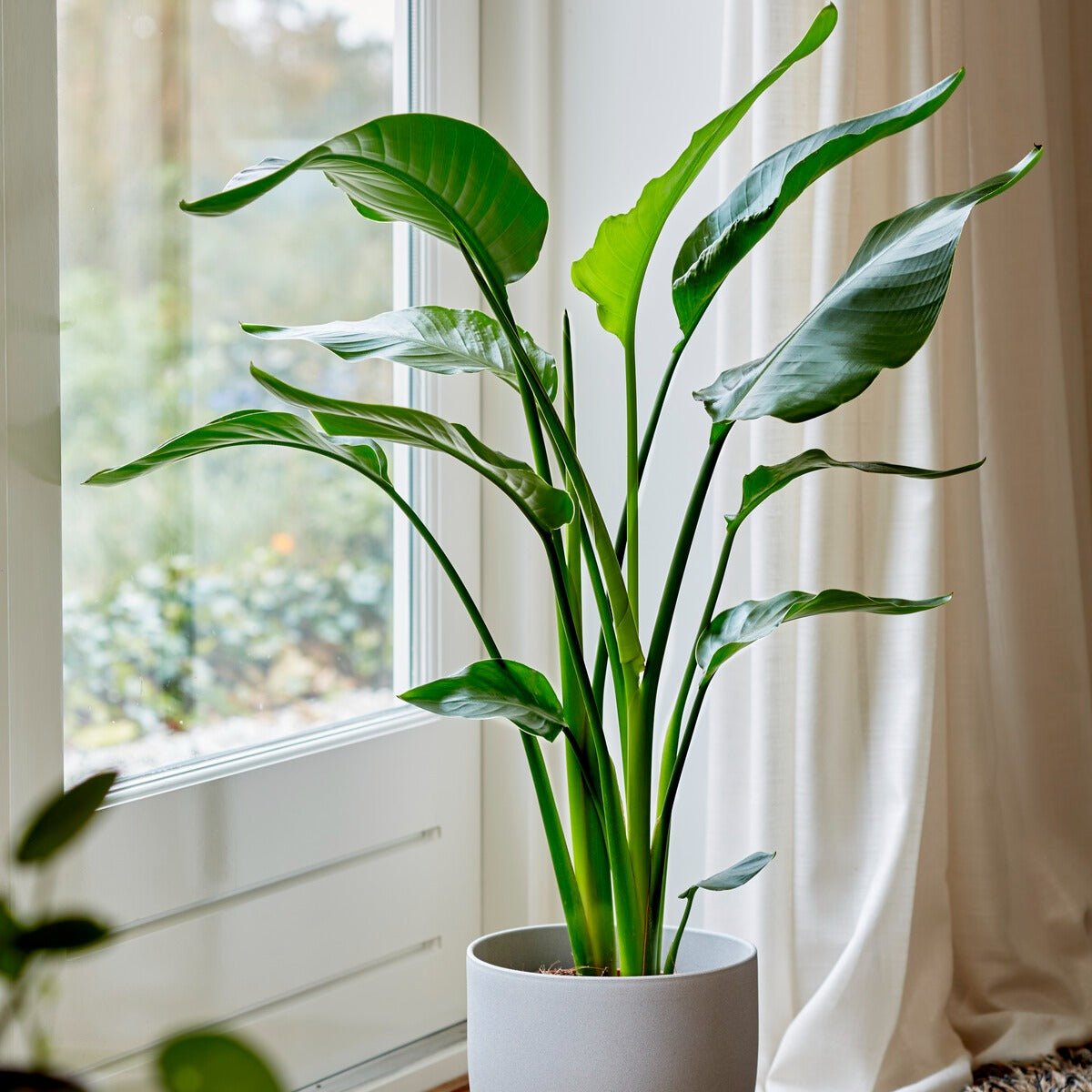 VIS_031061_1_1709111313345.jpg Strelitzia nicolai – 75–100 cm, Topf Ø 19 cm – Bild 1