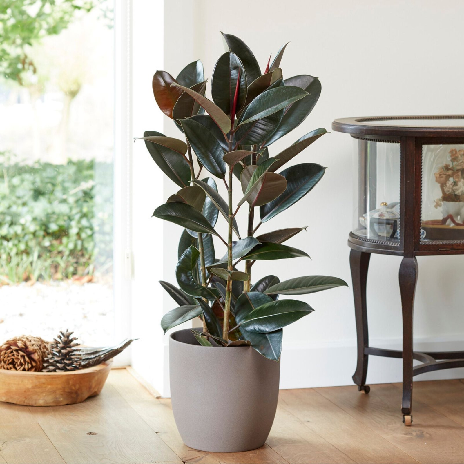 VIS_031511_1_BK_1704879854364.jpg Gummibaum Ficus elastica Robusta – 60–80 cm, Topf Ø 17 cm – Bild 1